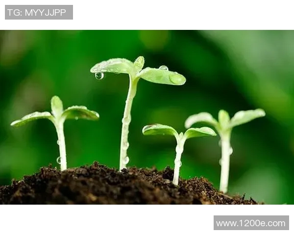 绿色11号足球明星引领环保运动助力可持续发展新潮流